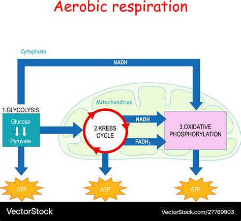 aerobic respiration occurs in the|3 phases of aerobic respiration.